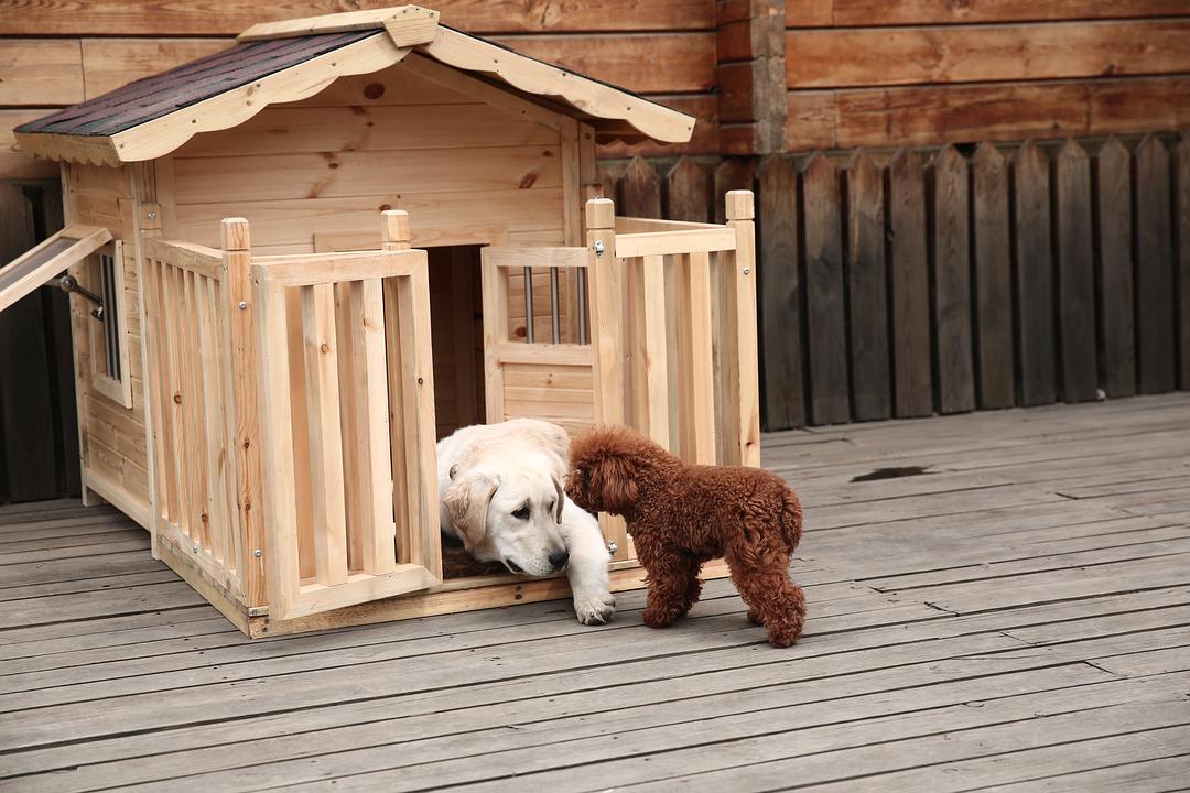 电影《老人和狗》BD高清版片源,可在线播放《