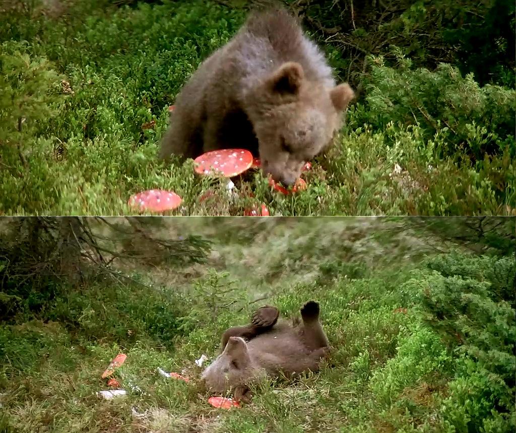 《熊的故事》-高清电影-在线观看