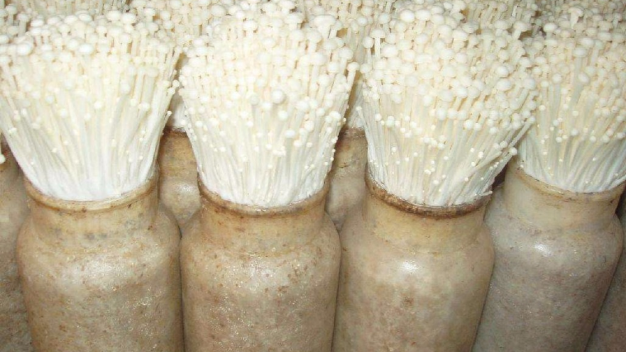 Эноки мицелий. Мицелий грибов Эноки. Эноки грибоводство. Маточный мицелий. Как выращивают грибы эноки