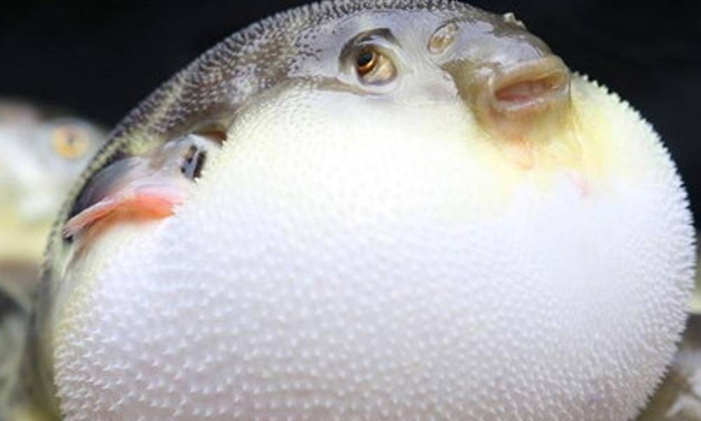 Дельфины специально едят токсичную рыбу фугу. Рыба фугу рисунок. Рыба фугу аниме. Рыба фугу. Дельфин и рыба фугу.