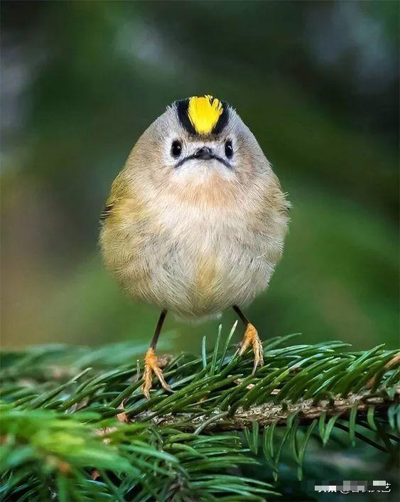 什麼鳥沒見過是的這100種鳥你也許還真沒看過且漂亮