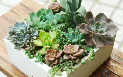 多肉英语 搜狗搜索