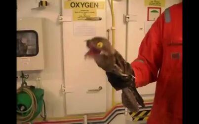 怪鸟 高清电影 完整版在线观看