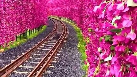 樱花道附近的故事 全集 电视剧 免费在线观看