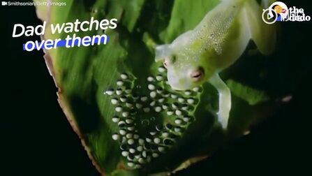 青蛙卵孵化过程视频 搜狗搜索