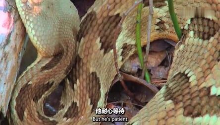 赤色响尾蛇 高清电影 完整版在线观看