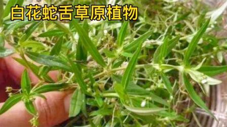 野生白花草的功效 搜狗搜索