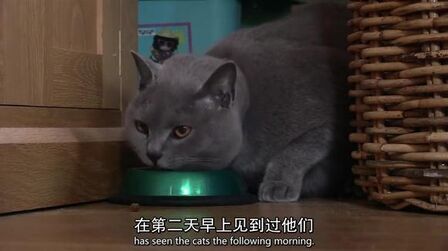 c地平线猫的秘密生活 高清电影 完整版在线观看