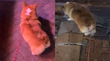牝犬脱走 高清电影 完整版在线观看