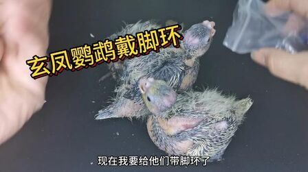 鹦鹉脚环号代表什么 搜狗搜索