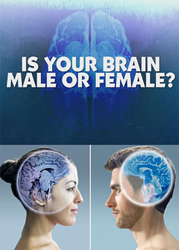 地平线我的大脑是男是女？