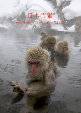 日本雪猴剧照