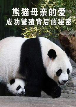 熊猫母亲的爱成功繁殖背后的秘密剧照