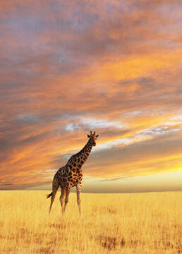 非洲自然写真剧照