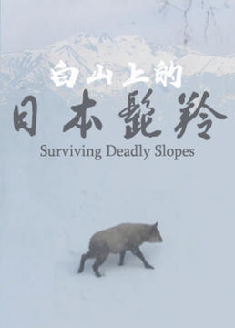 危坡求生白山上的日本髭羚剧照