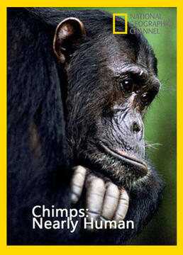 人类近亲黑猩猩剧照
