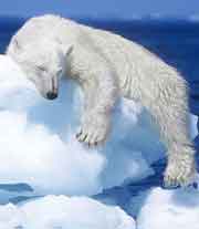 北极熊和灰熊剧照