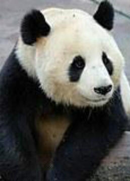 大熊猫在英国剧照