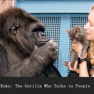 可可能和人类说话的大猩猩剧照