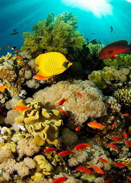 我们能拯救珊瑚礁吗？剧照