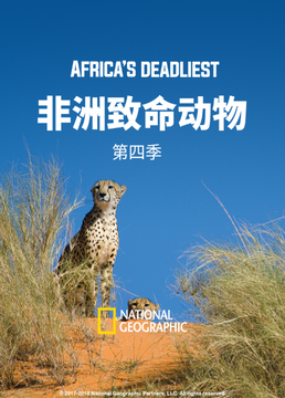 非洲致命动物第四季剧照