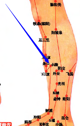 丰隆穴位位置图和作用