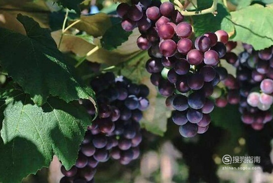 如何自酿葡萄酒制作方法 自制葡萄酒方法步骤