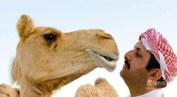 喝駱駝奶有什麼功效 