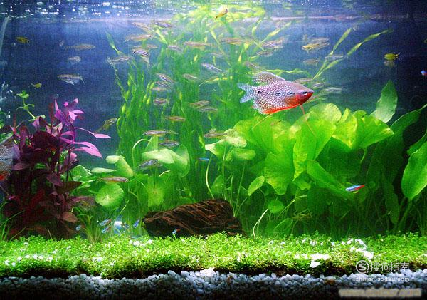 鱼缸水变绿的原因及解决方法 鱼缸水变绿原因及解决方法