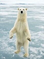 北极熊冰上侦探