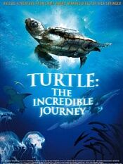 海龟神奇之旅