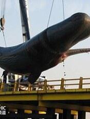 掠食者犯罪现场:鲸爆之谜